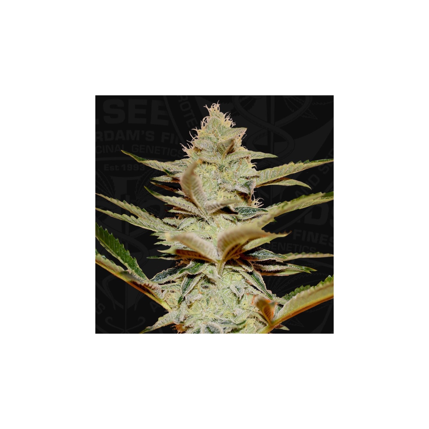 Stracciatella Feminizada de T.H. Seeds