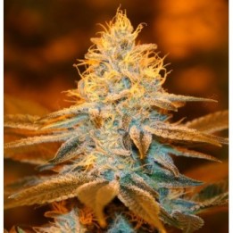 Strawberry Glue Feminizada de T.H. Seeds