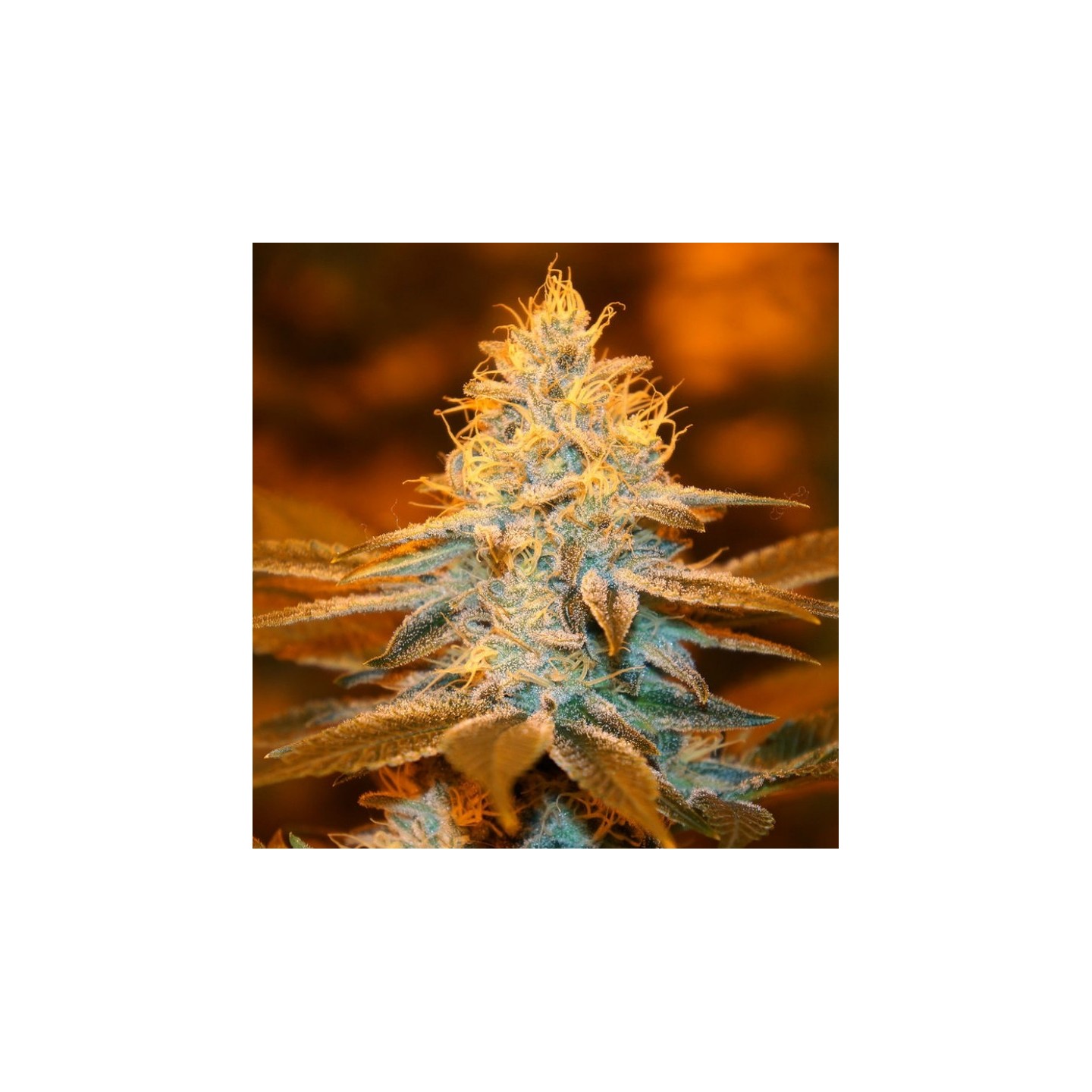 Strawberry Glue Feminizada de T.H. Seeds
