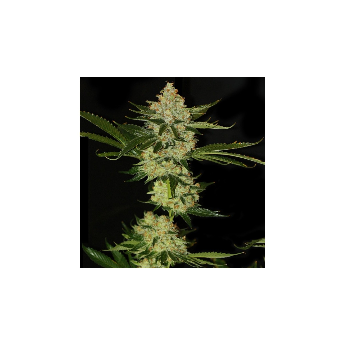 Underdawg Kush Feminizada de T.H. Seeds