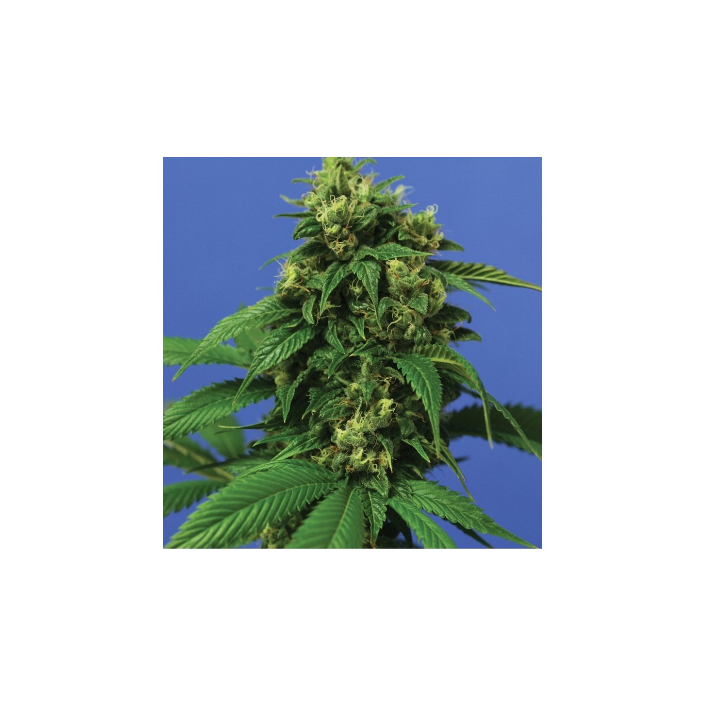 Wreckage Regular de T.H. Seeds