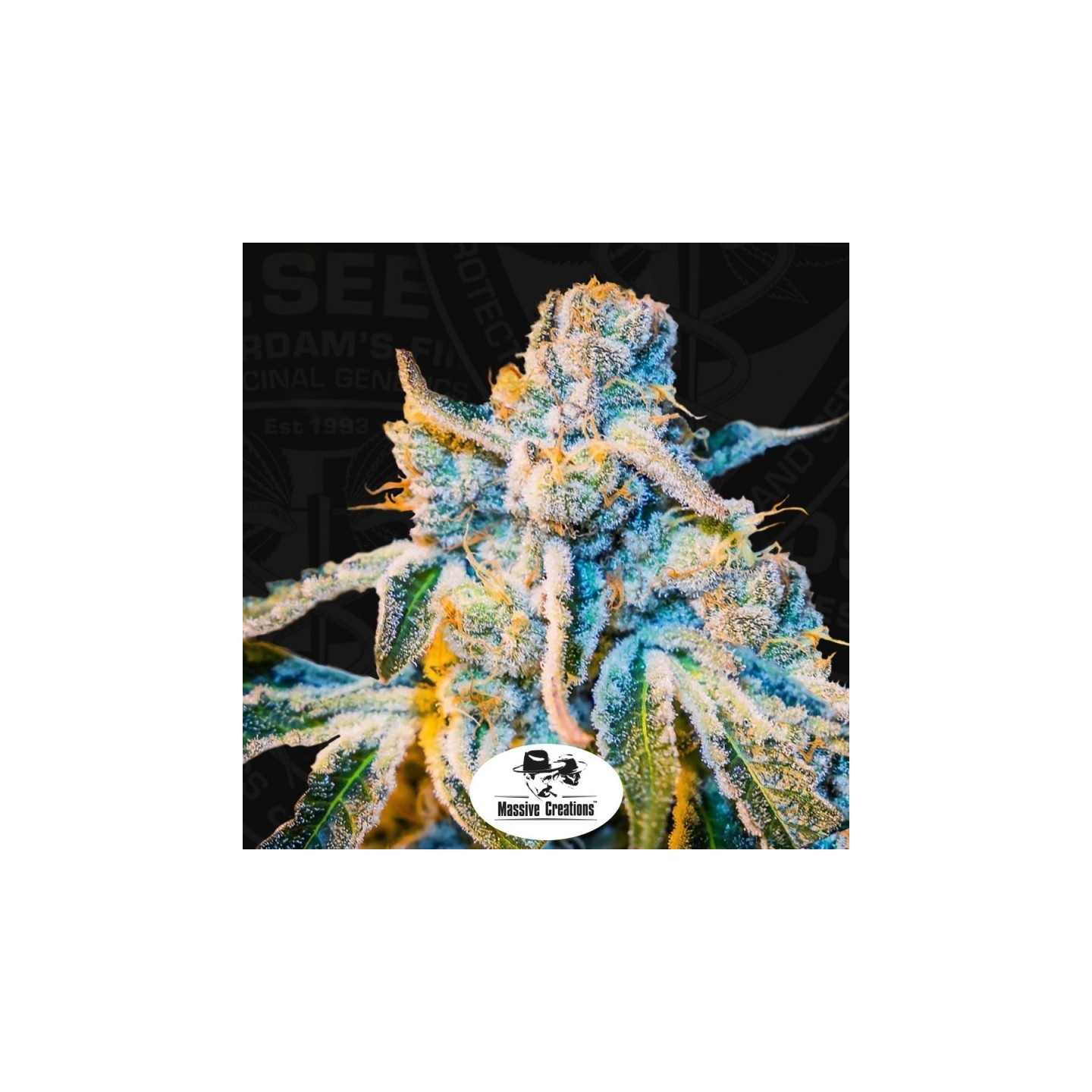 Zorro Regular de T.H. Seeds