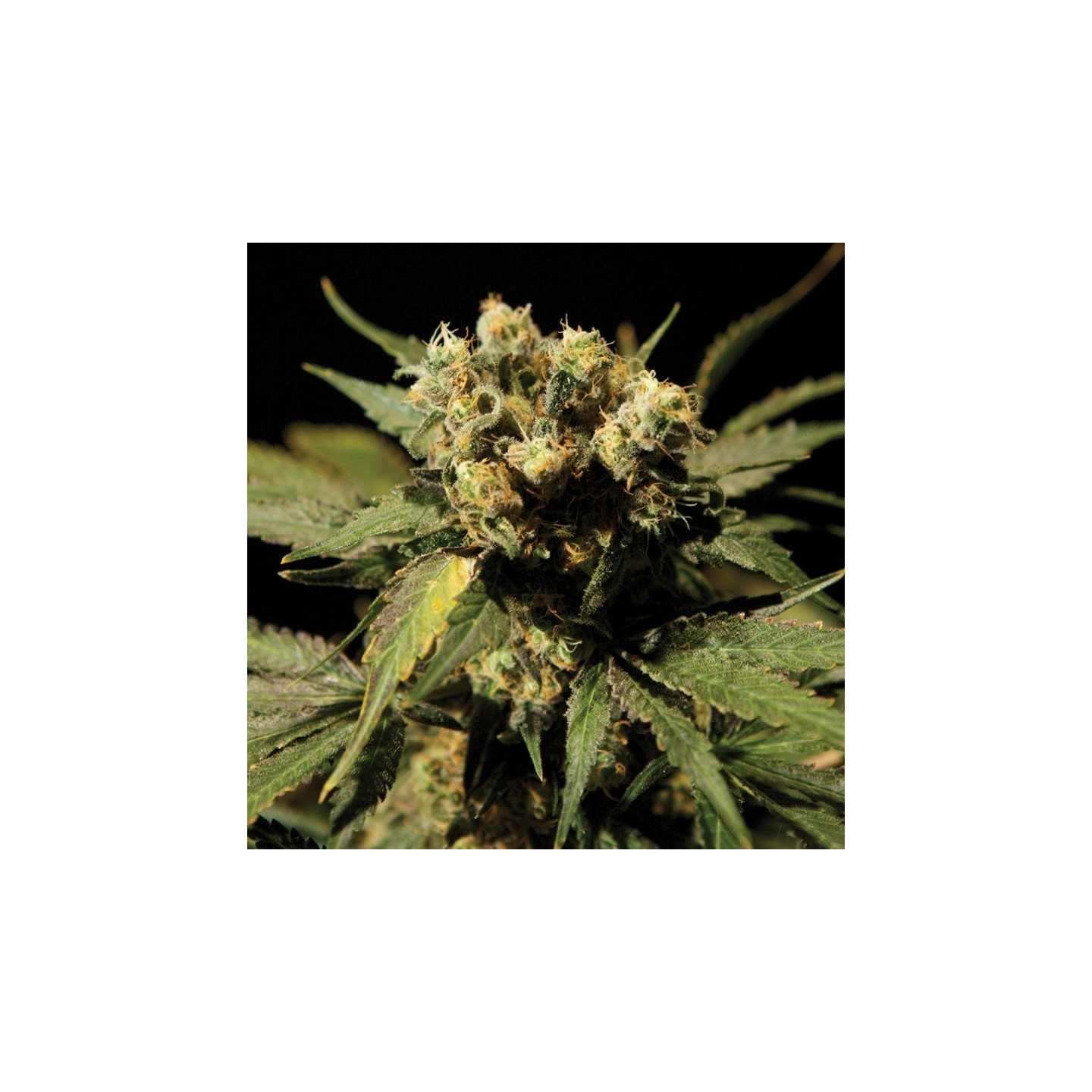 White Widow Extreme Feminizada de The Bulldog Seeds