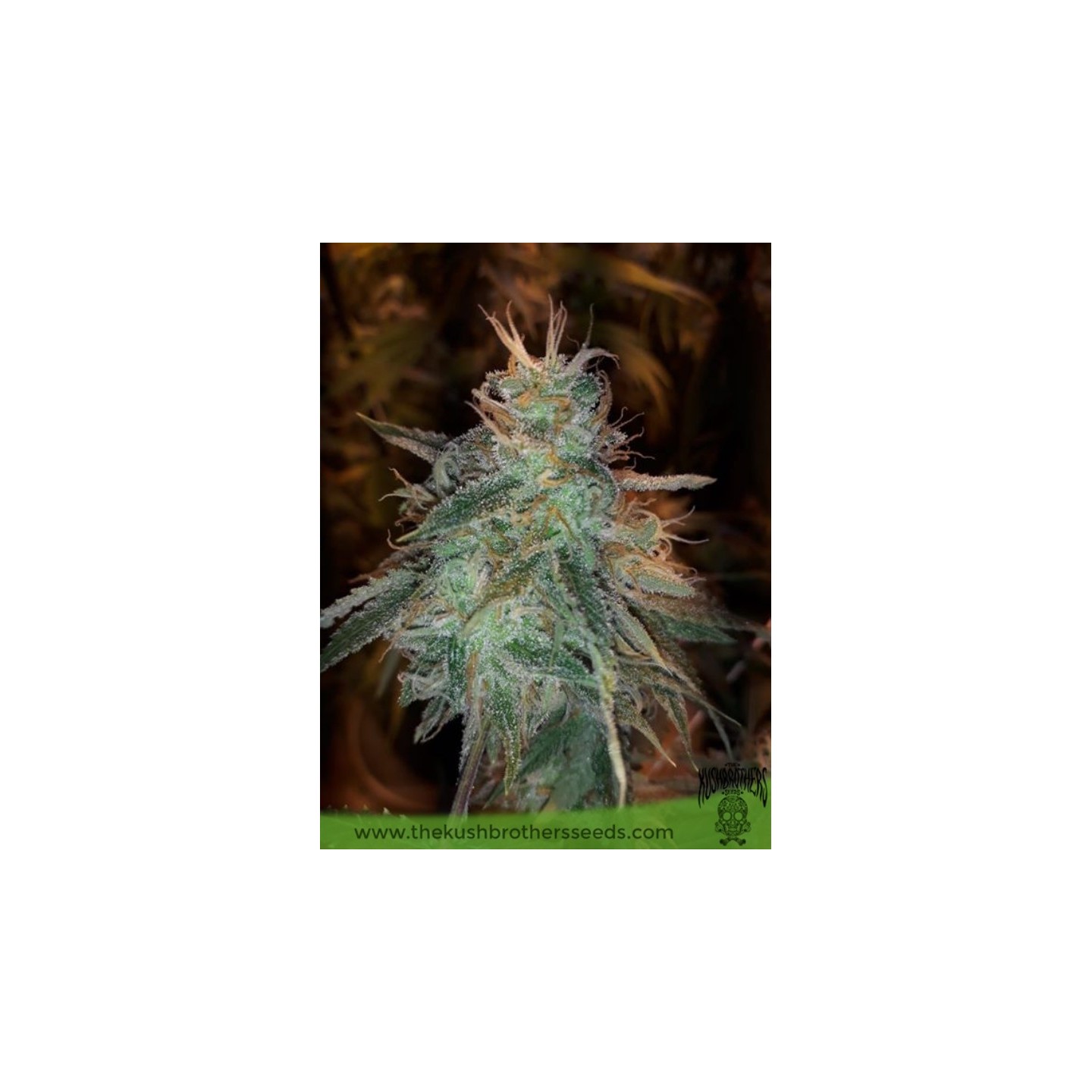 Banana Sherbet de The Kush Brothers Seeds