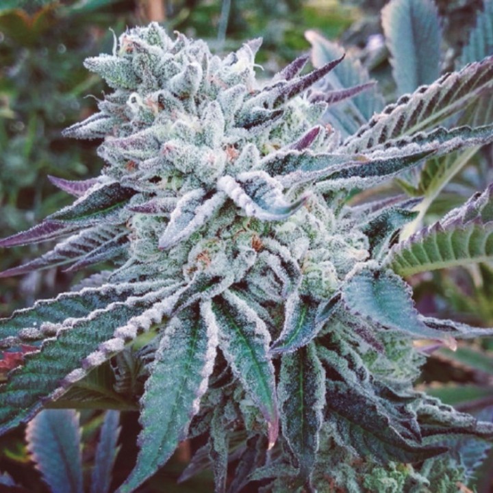 Cheese Cake Cookies de The Kush Brothers Seeds