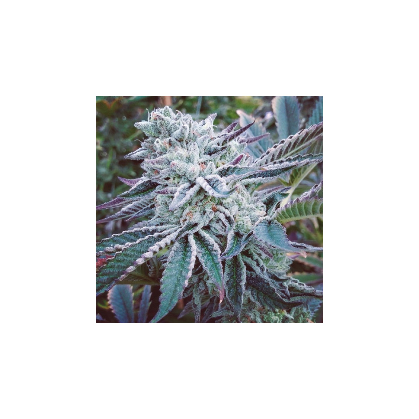 Cheese Cake Cookies de The Kush Brothers Seeds