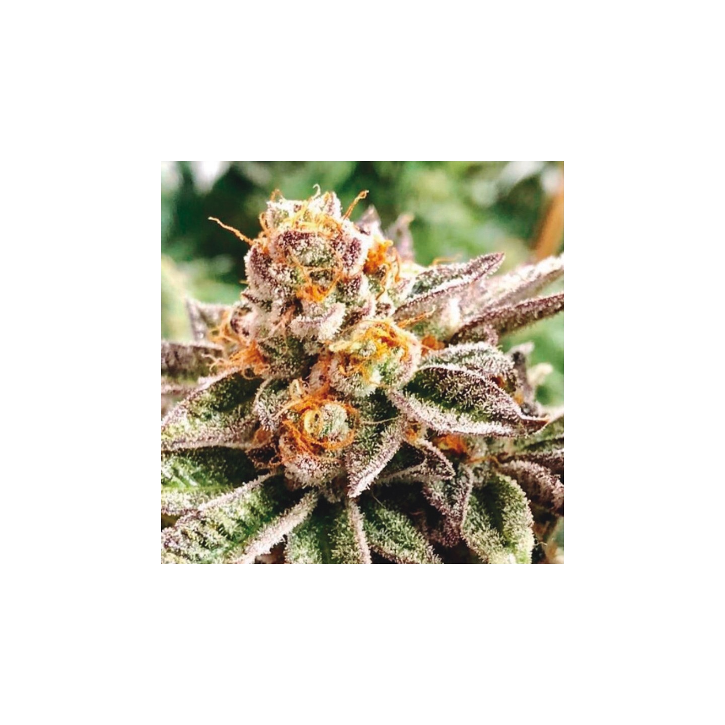 Dosidoss de The Kush Brothers Seeds