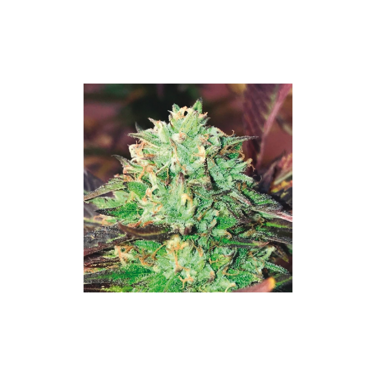 Gelato Royal de The Kush Brothers Seeds
