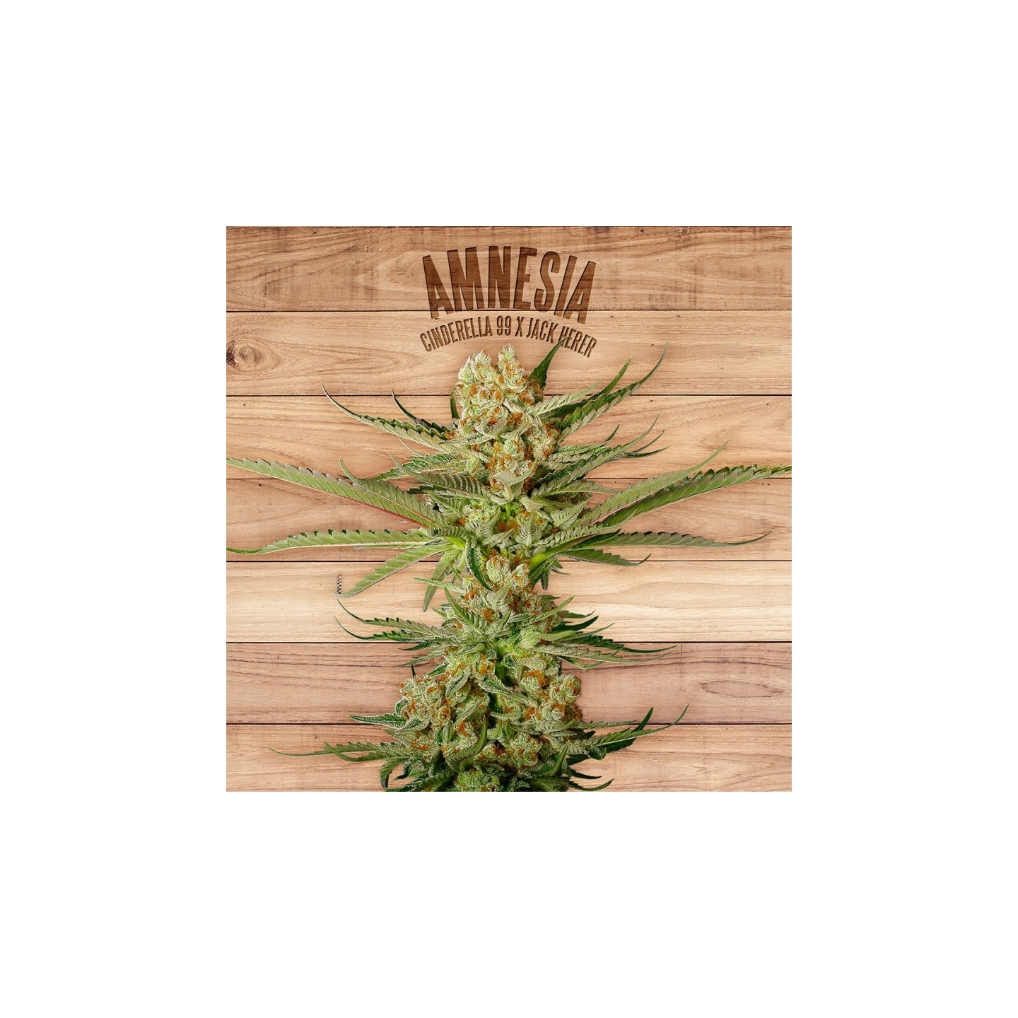 Amnesia de The Plant Organic Seeds