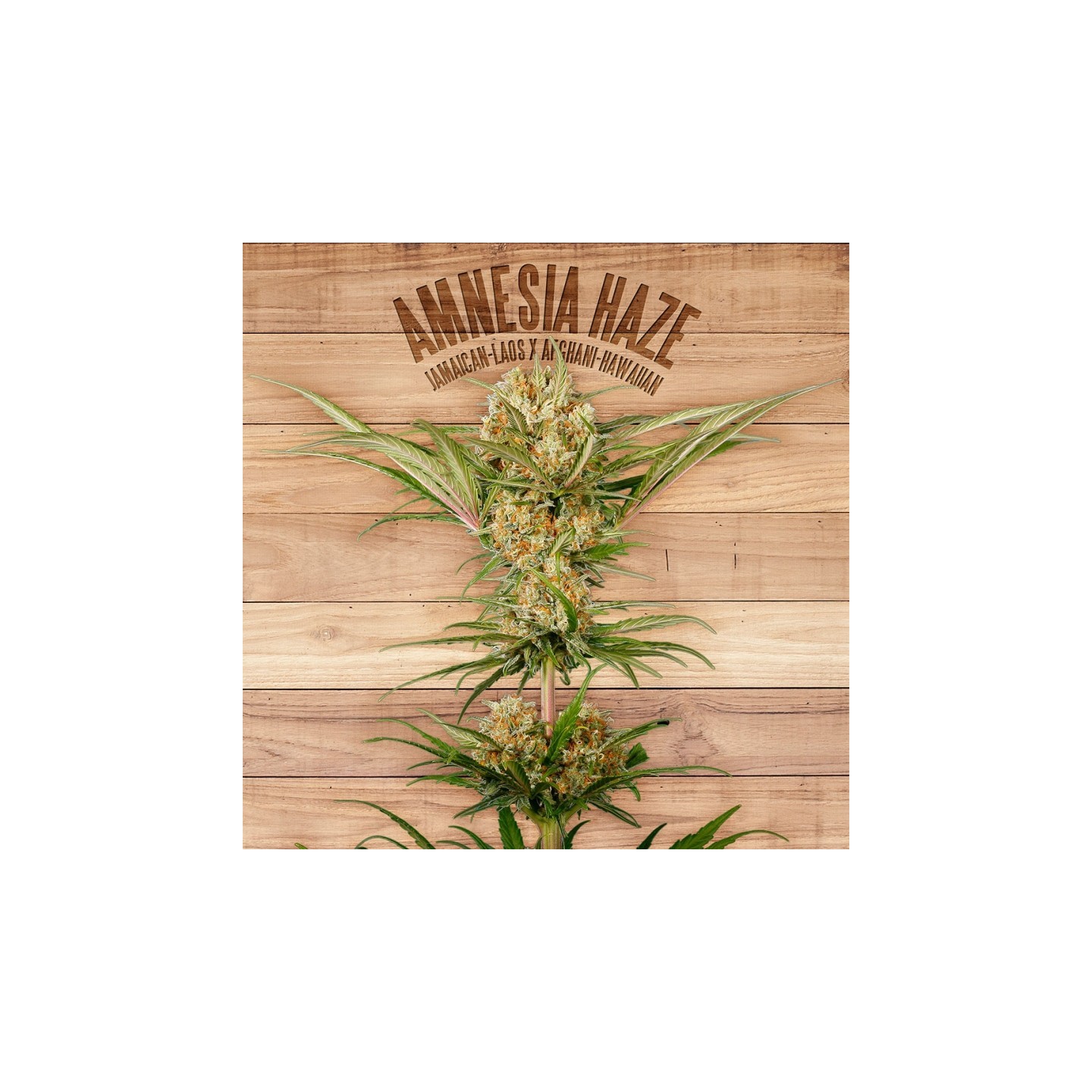 Amnesia Haze de The Plant Organic Seeds