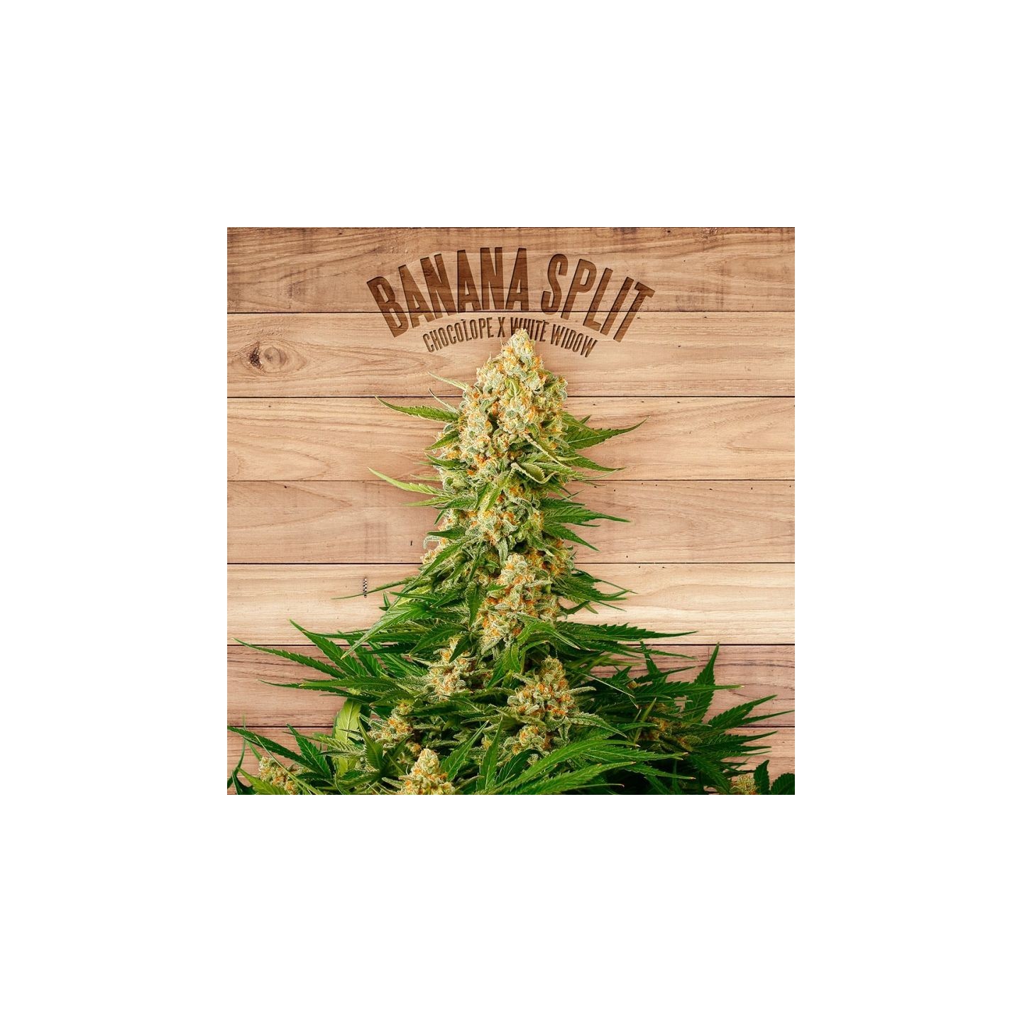 Banana Split de The Plant Organic Seeds