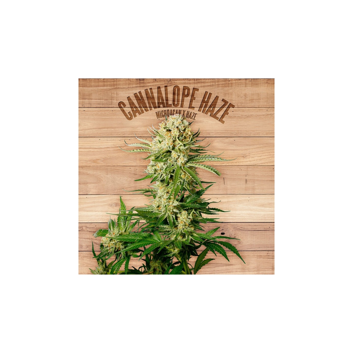 Cannalope Haze de The Plant Organic Seeds