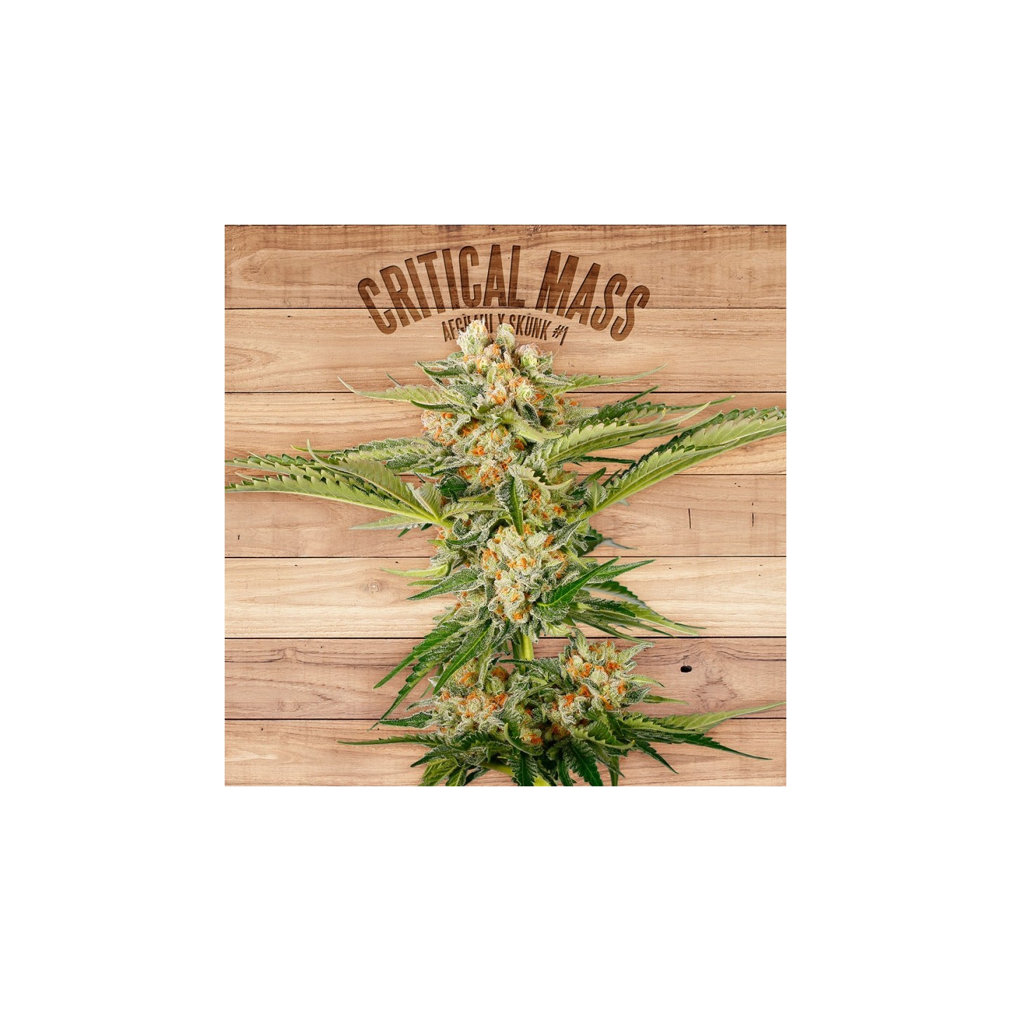 Critical Mass de The Plant Organic Seeds