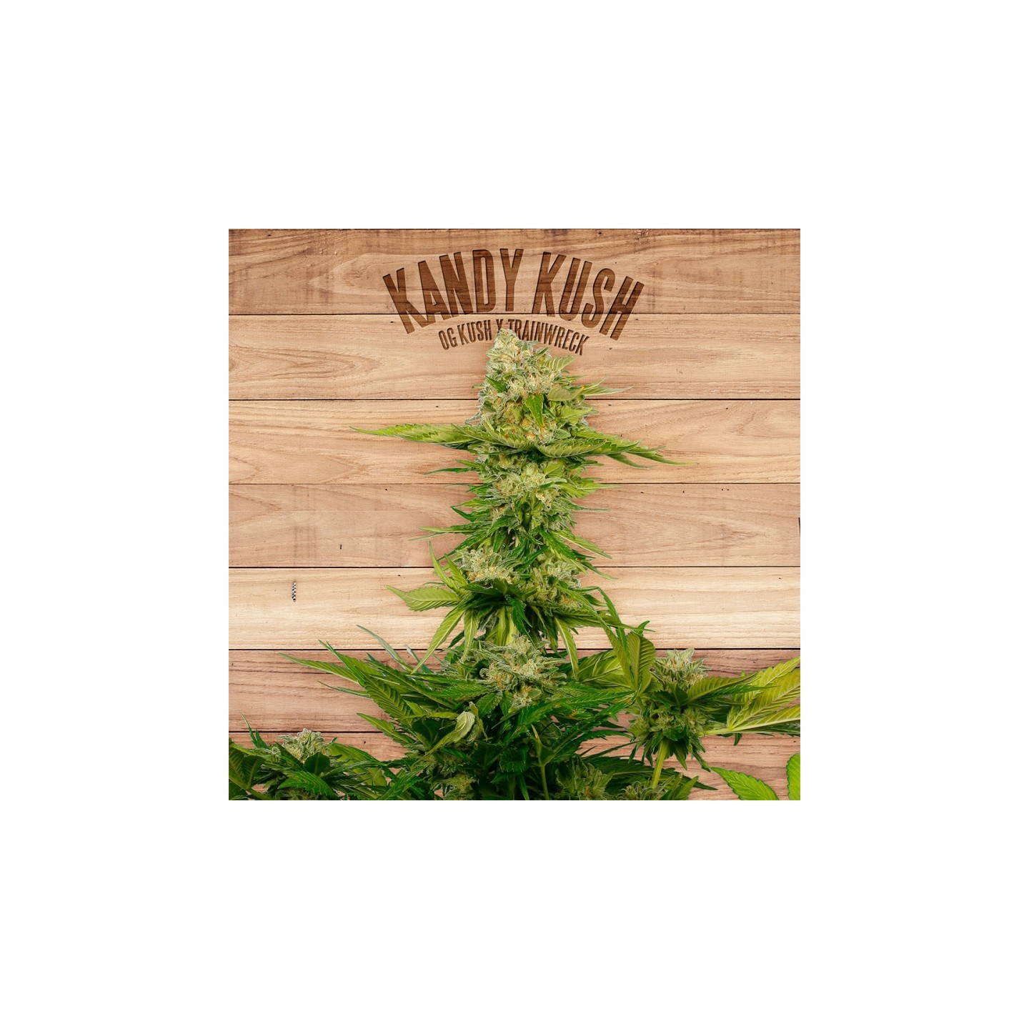 Kandy Kush de The Plant Organic Seeds