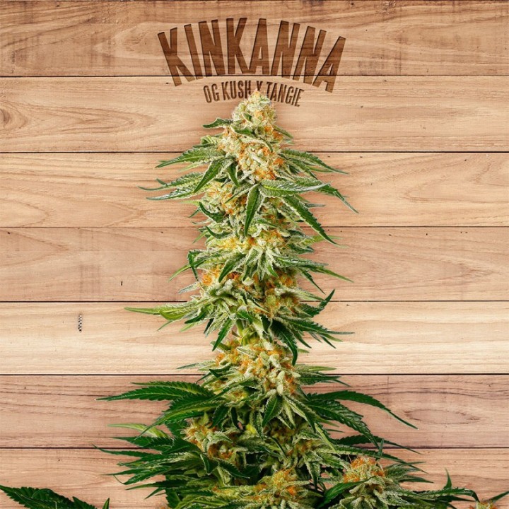 Kinkanna de The Plant Organic Seeds