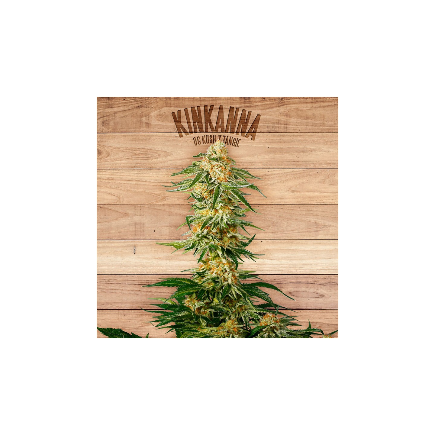 Kinkanna de The Plant Organic Seeds