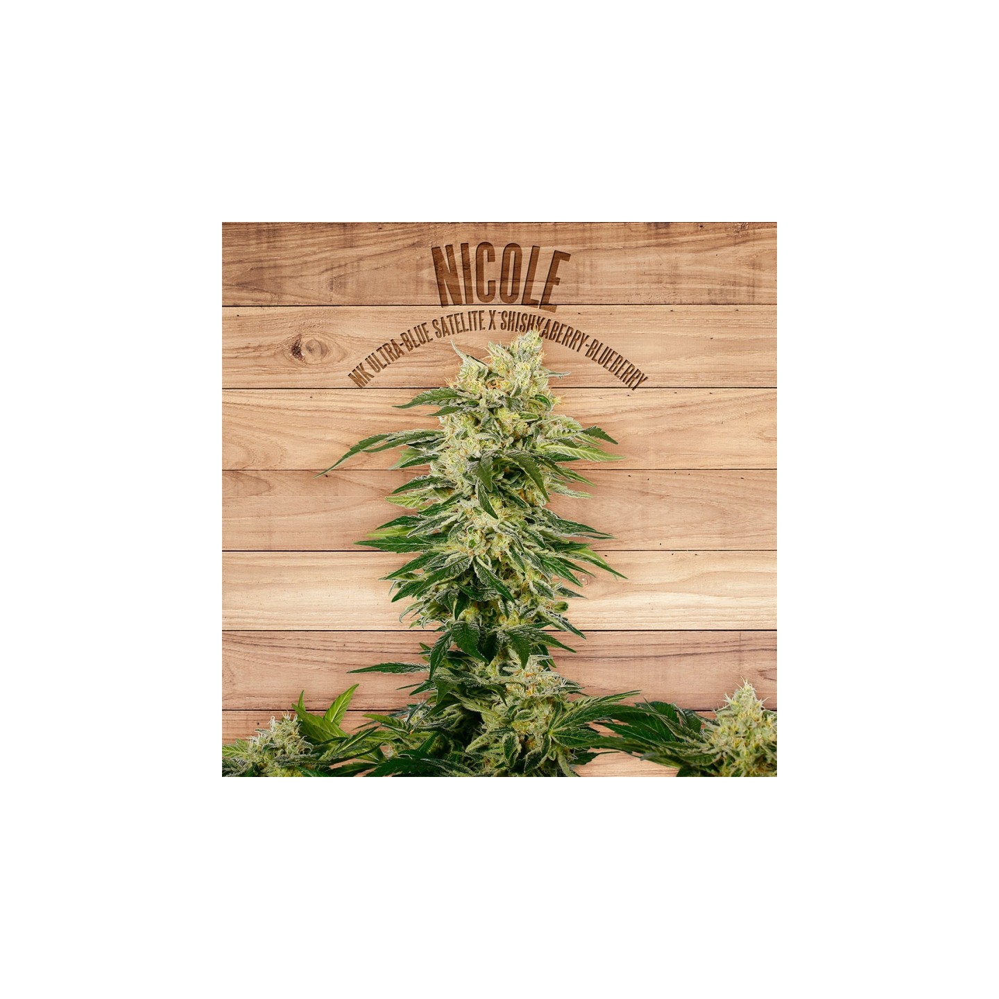 Nicole de The Plant Organic Seeds