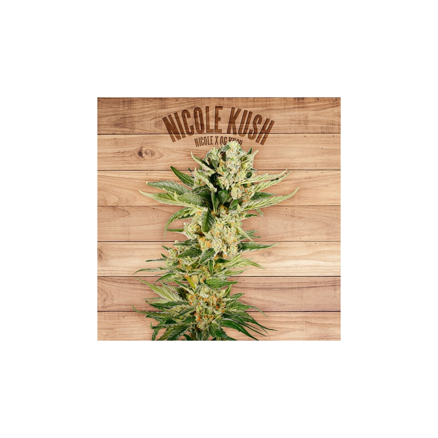 Nicole Kush de The Plant Organic Seeds