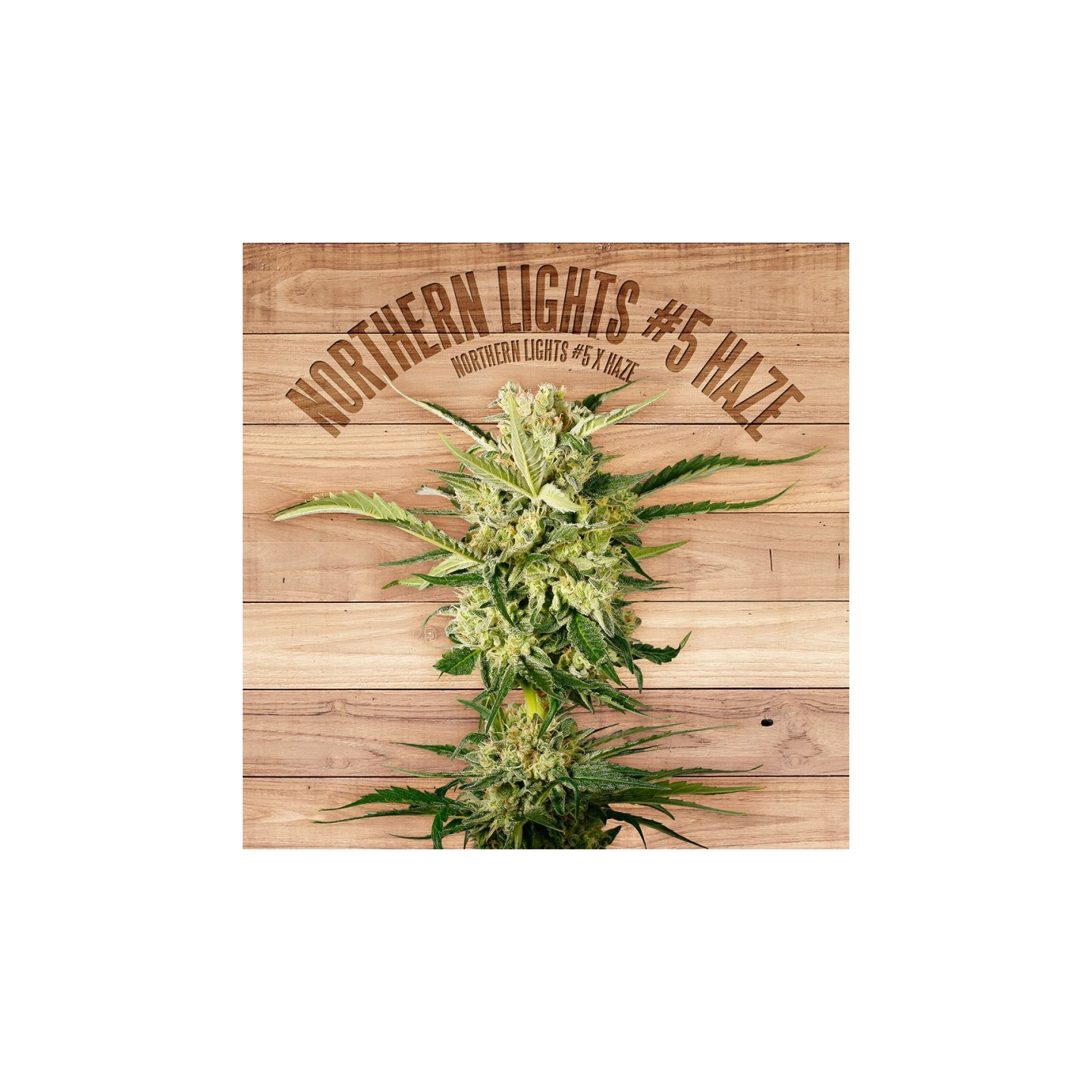 Northern Lights 5 Haze de The Plant Organic Seeds