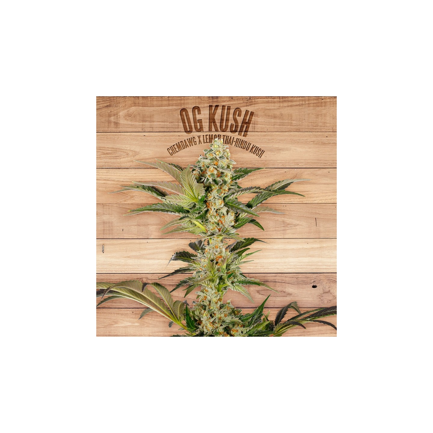 Og Kush de The Plant Organic Seeds