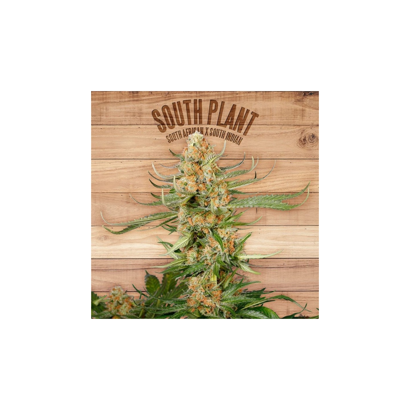 South Plant de The Plant Organic Seeds