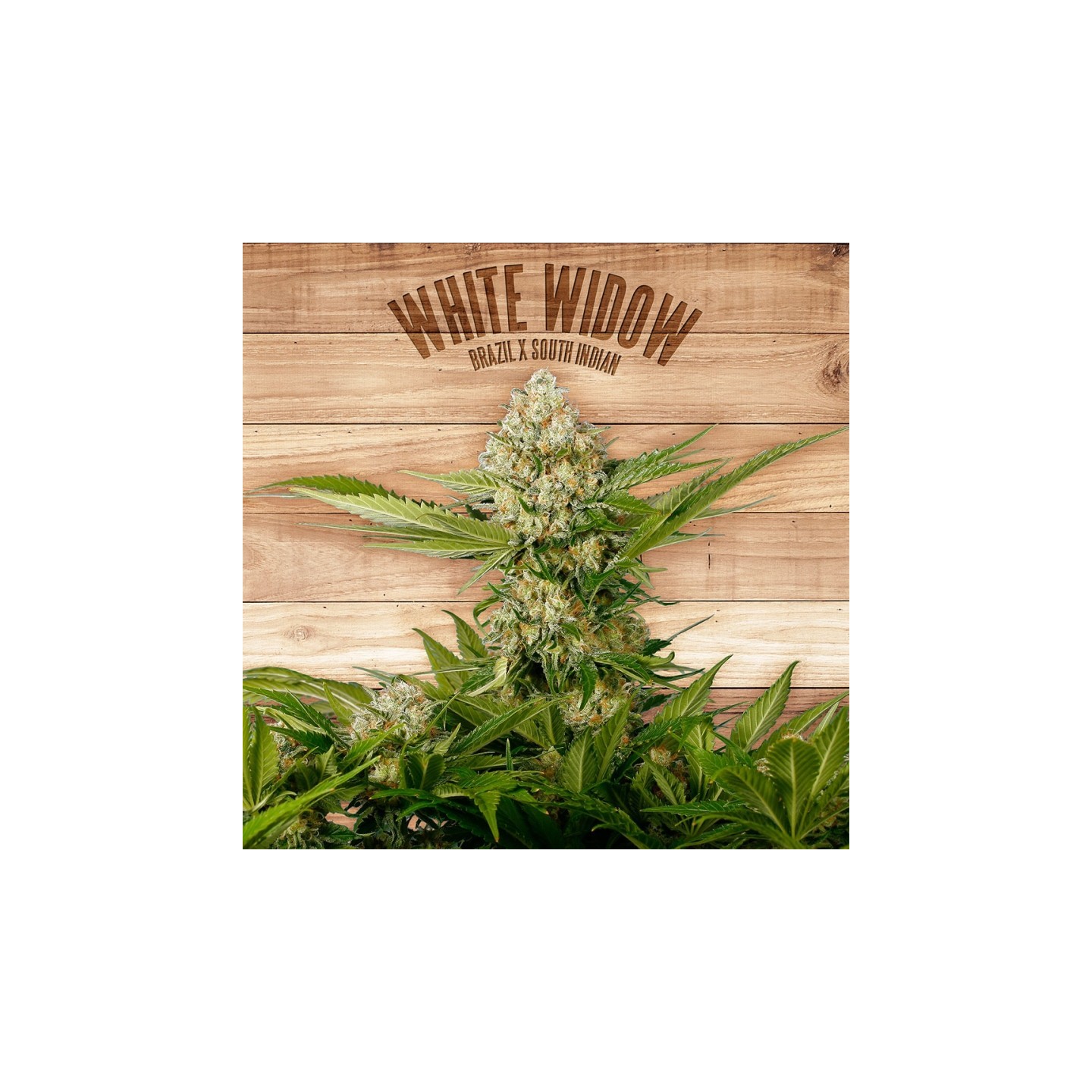 White Widow de The Plant Organic Seeds