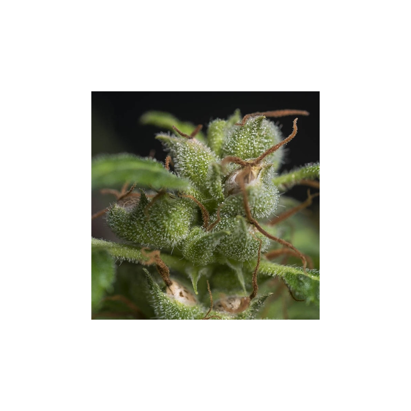 Athina N. Greek Regular de Tropical Seeds