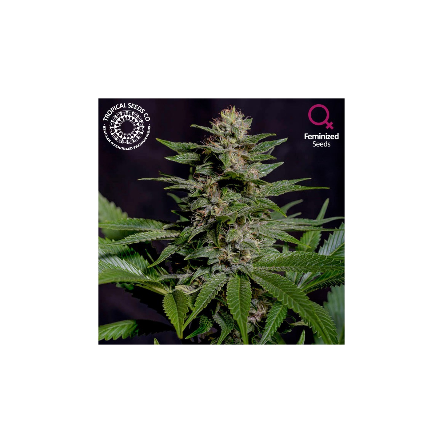 Biscuit Buster Feminizada de Tropical Seeds