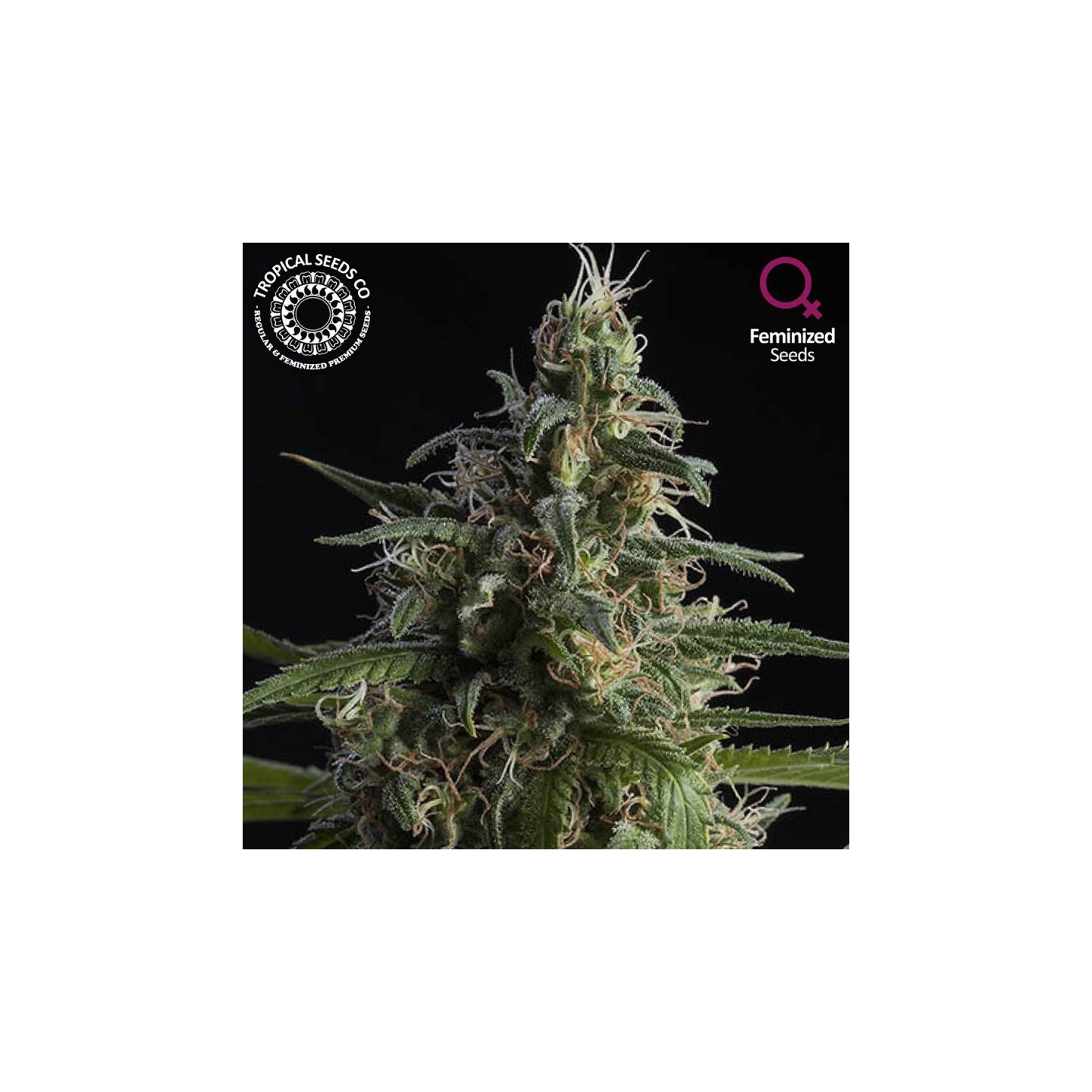 Durand's Herald Kush Feminizada de Tropical Seeds
