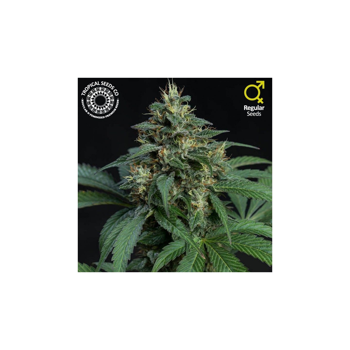 Greenade Regular de Tropical Seeds