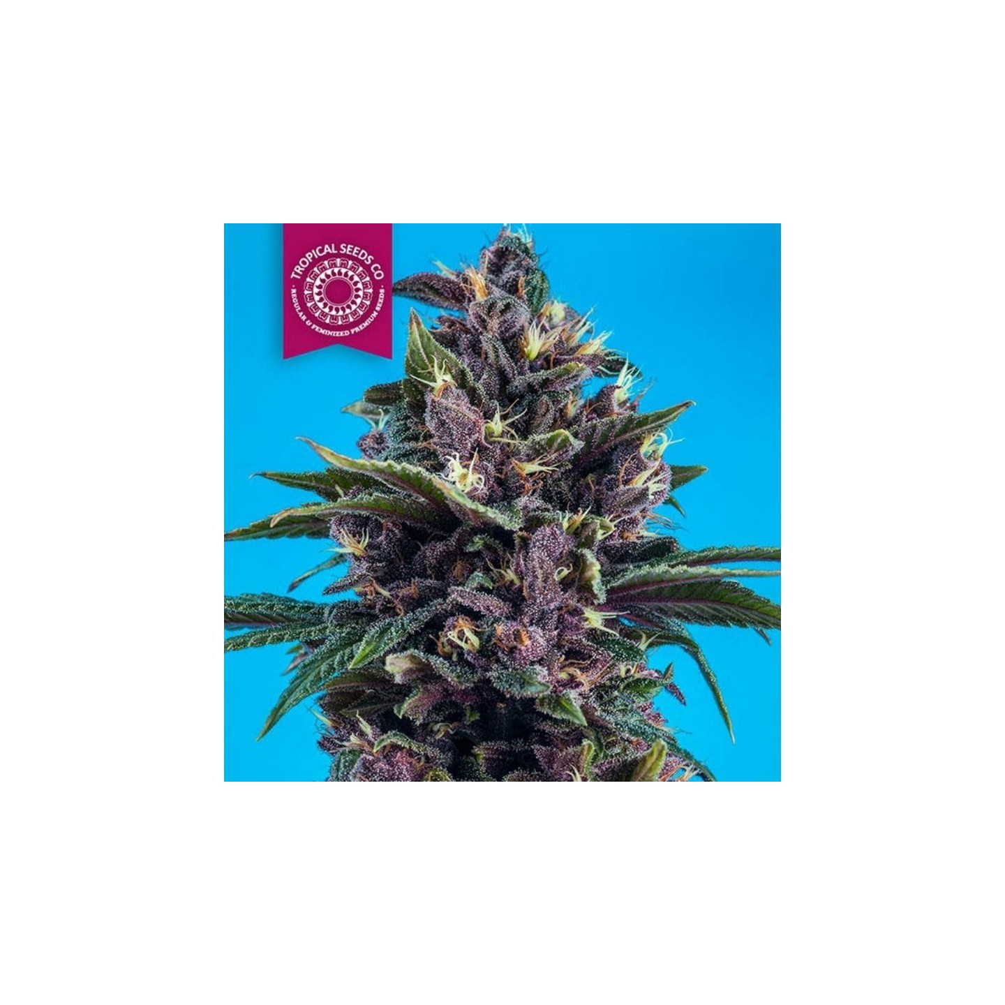 Kushmatic Auto Regular de Tropical Seeds
