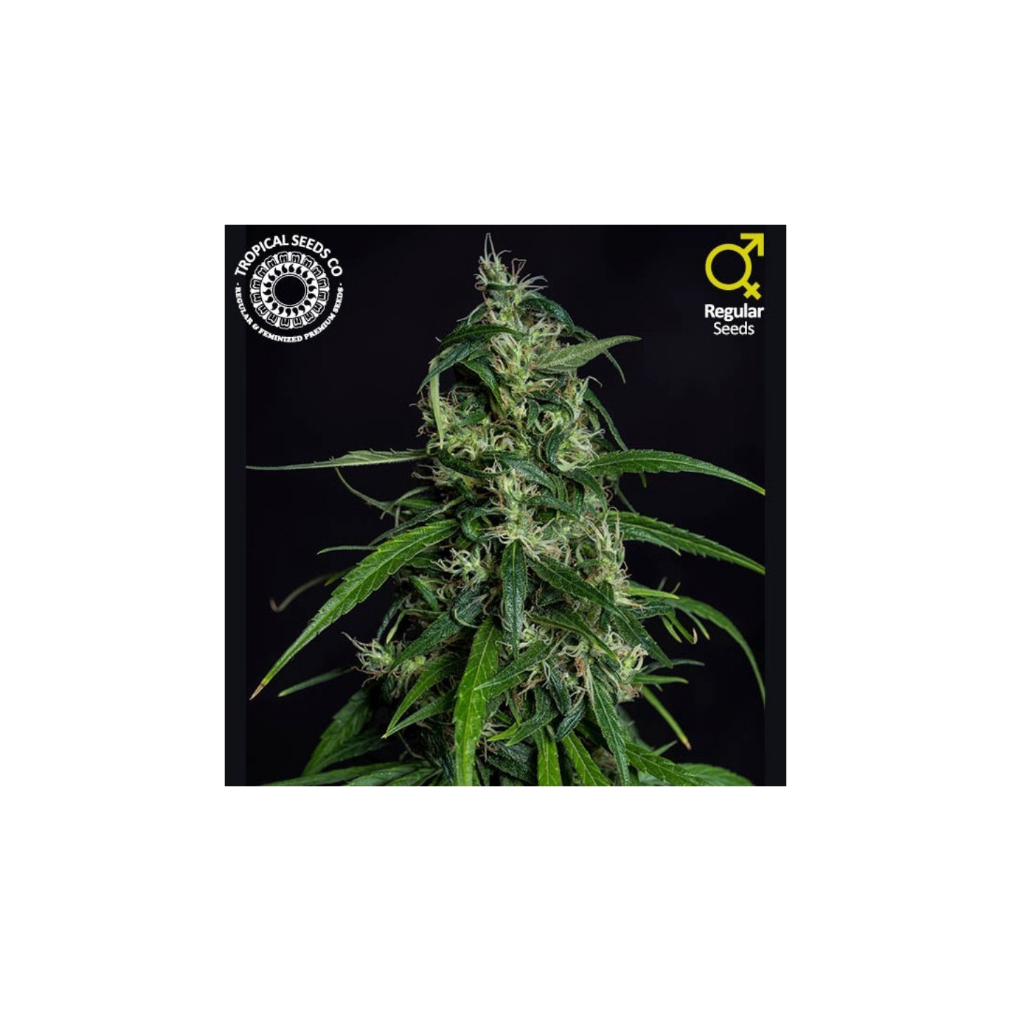 Old Afghan Regular de Tropical Seeds