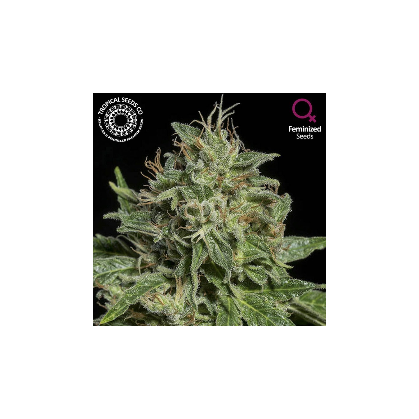Purple Nurple Feminizada de Tropical Seeds