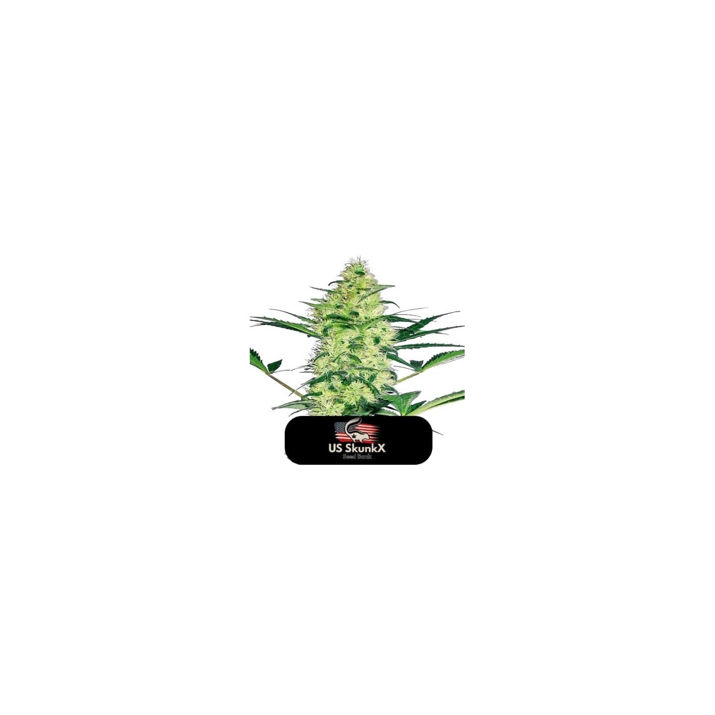 Diesel Critical de US Skunkx SeedS