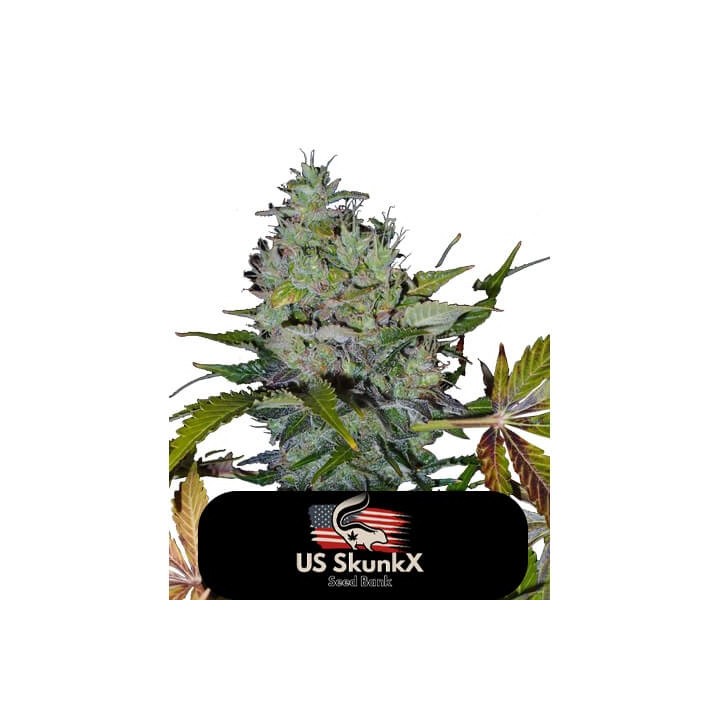 Fast Bud Auto de US Skunkx SeedS