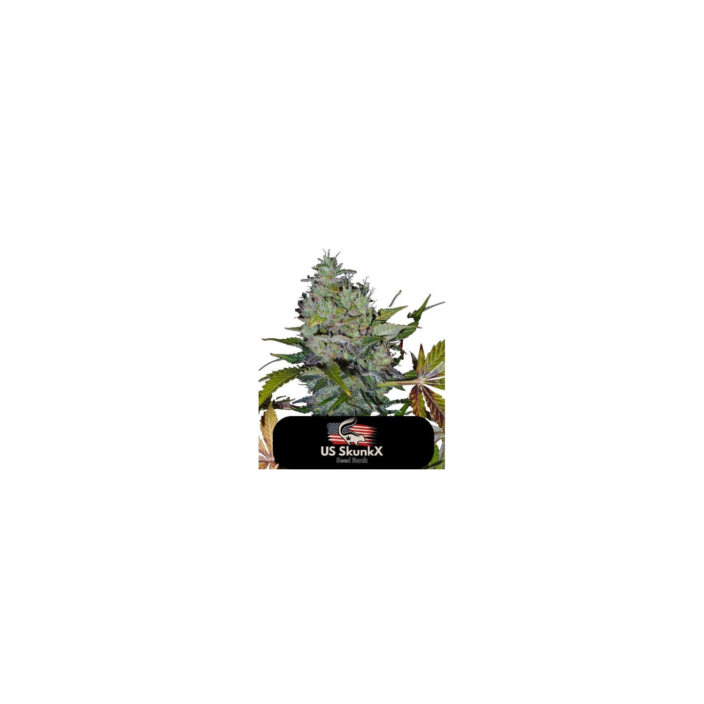Fast Bud Auto de US Skunkx SeedS