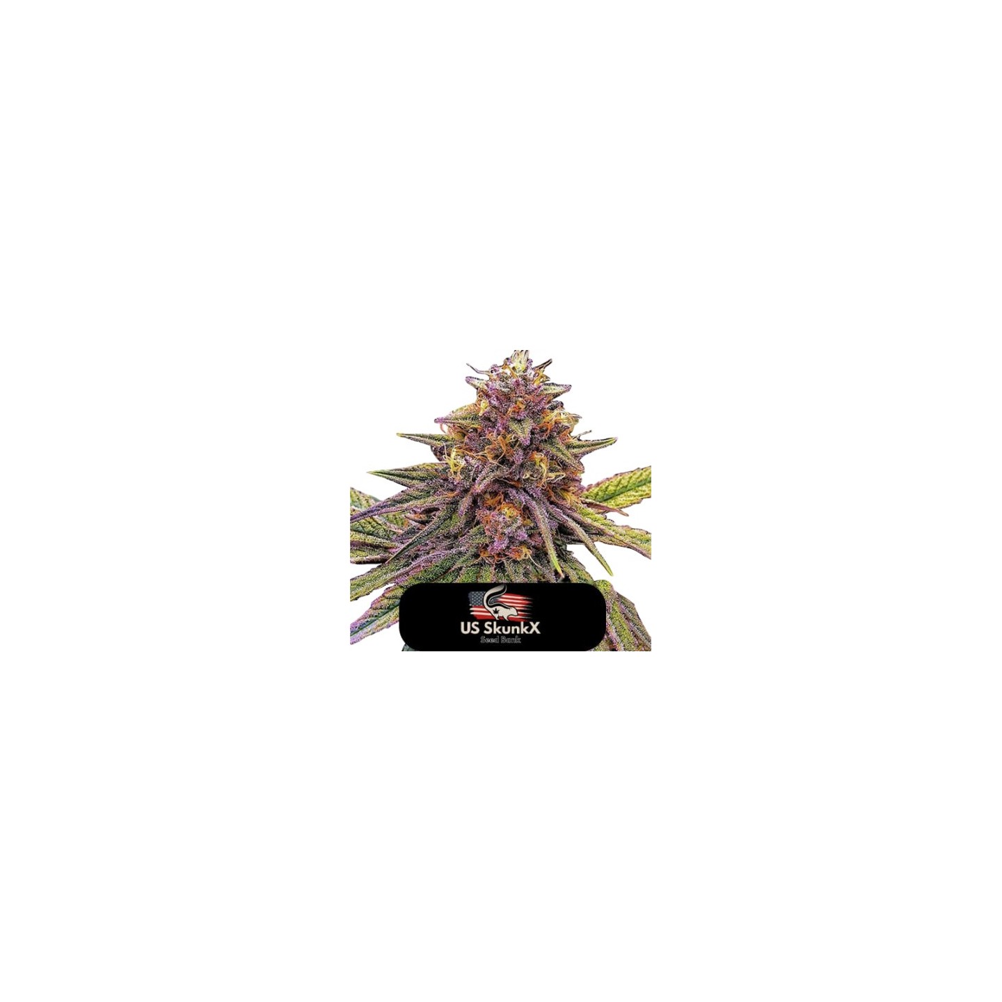 Gelato de US Skunkx SeedS