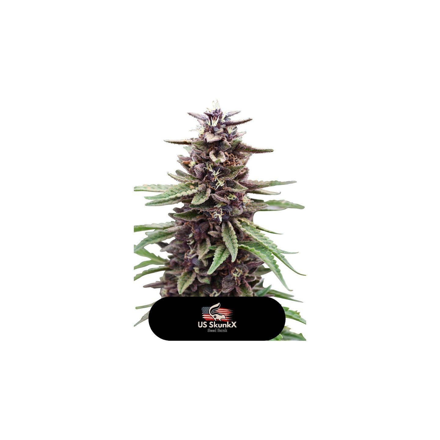 Gold Kush de US Skunkx SeedS