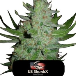 Gorilla de US Skunkx SeedS