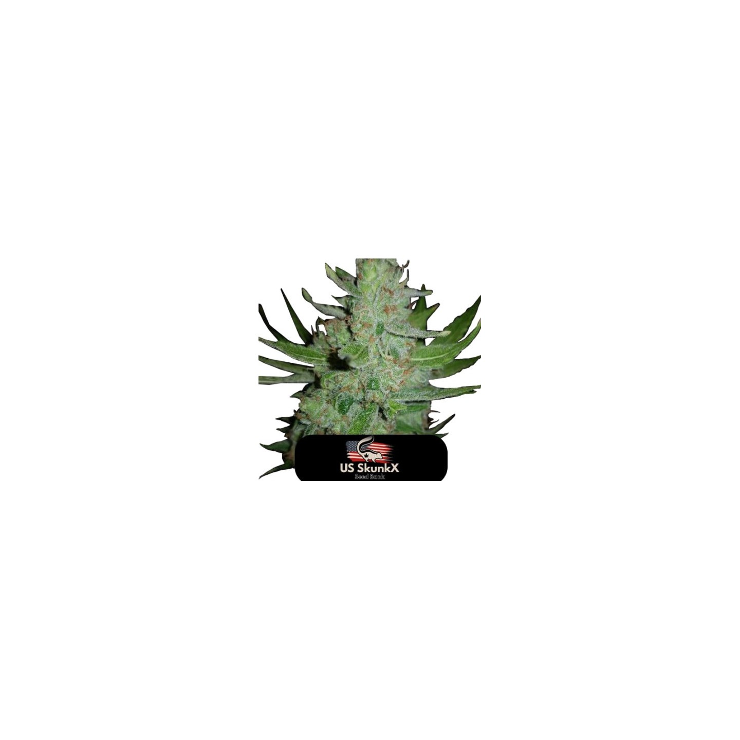 Gorilla de US Skunkx SeedS