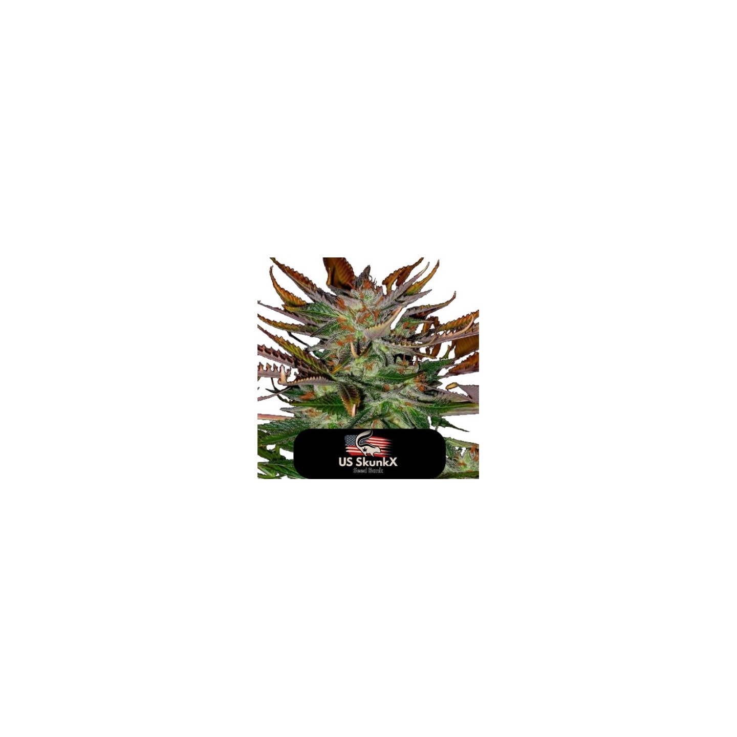 Heavy Blue Cheese de US Skunkx SeedS