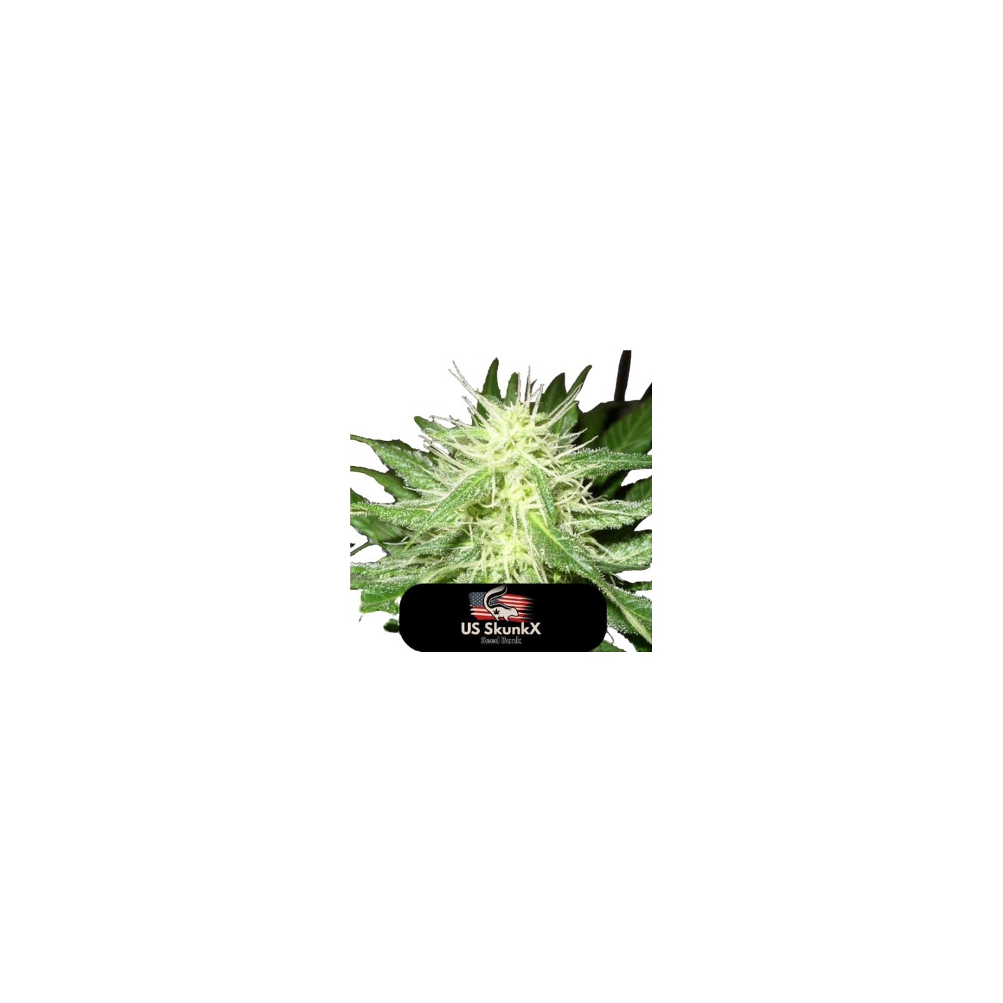 Ice Kush de US Skunkx SeedS