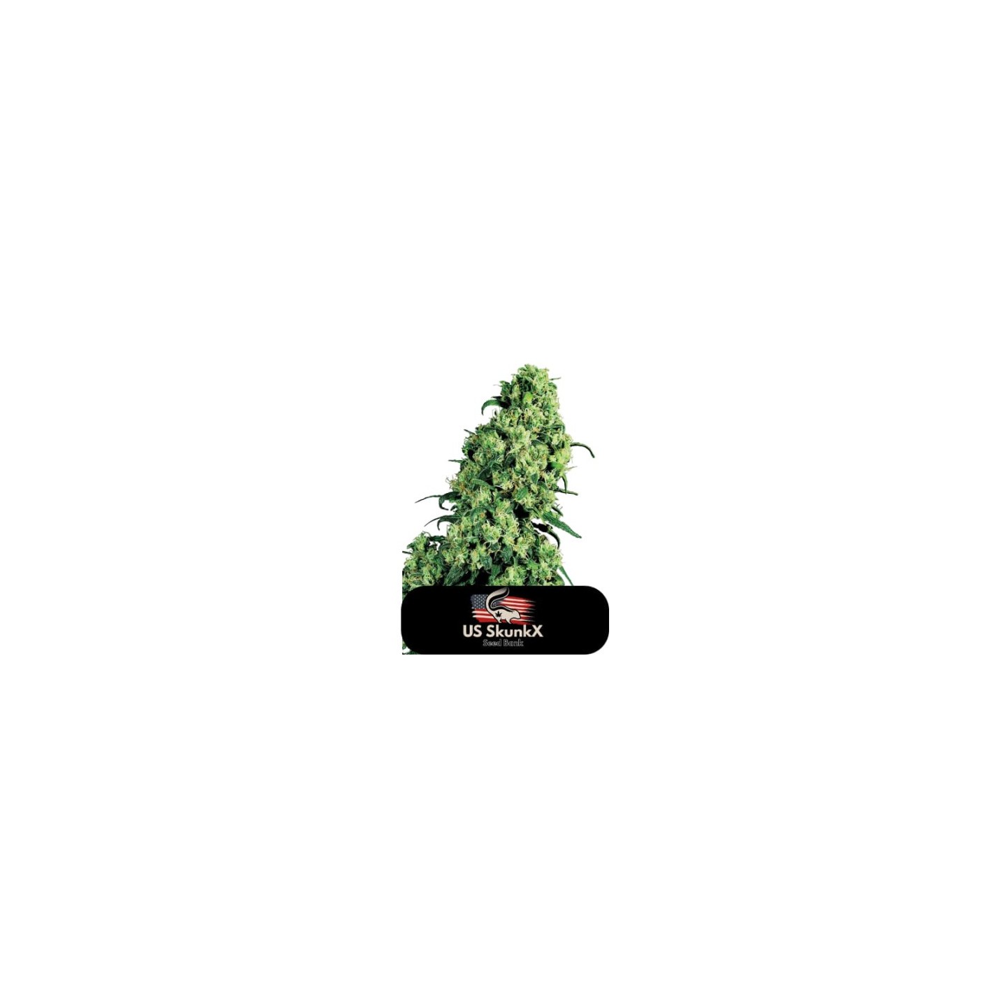 La Skunk Xxx de US Skunkx SeedS