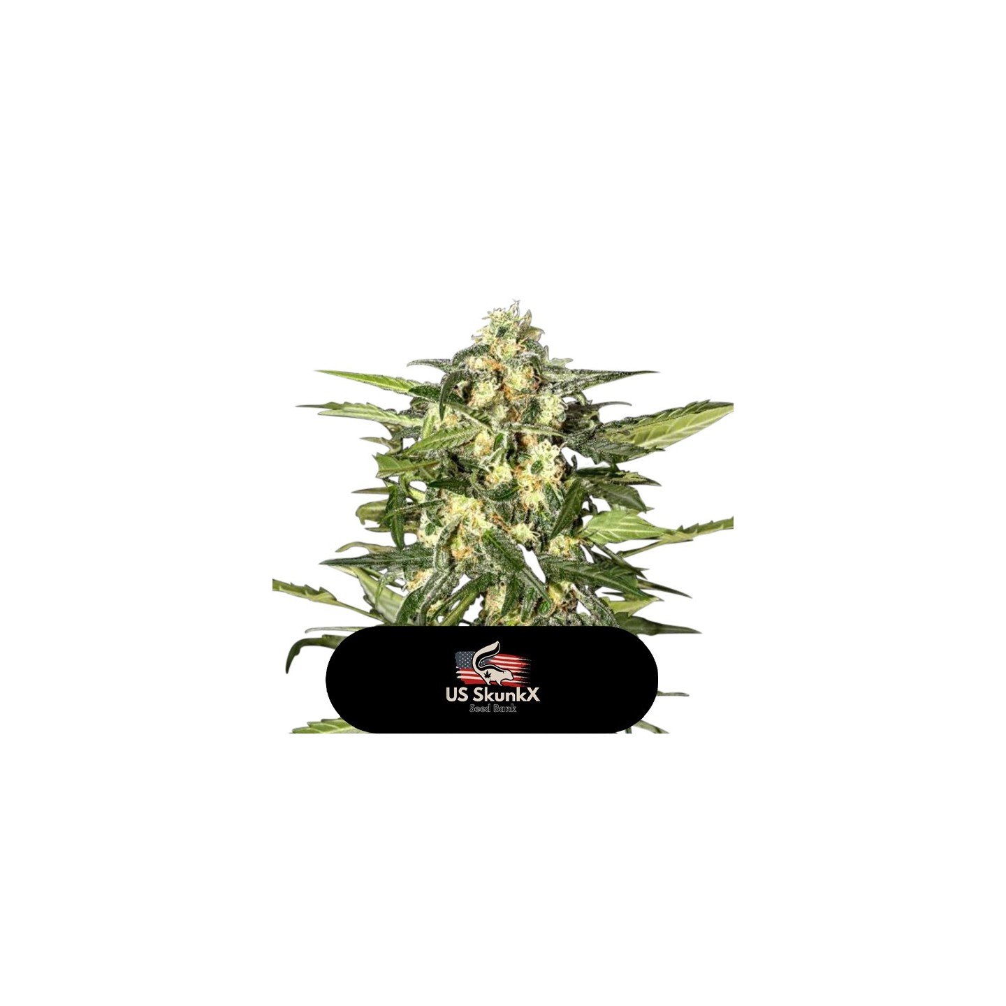 Og Rock de US Skunkx SeedS