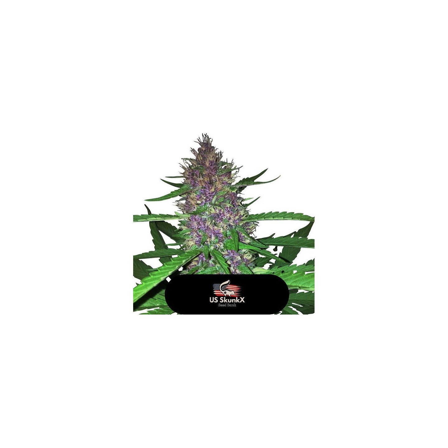 Red Candy Kush de US Skunkx SeedS