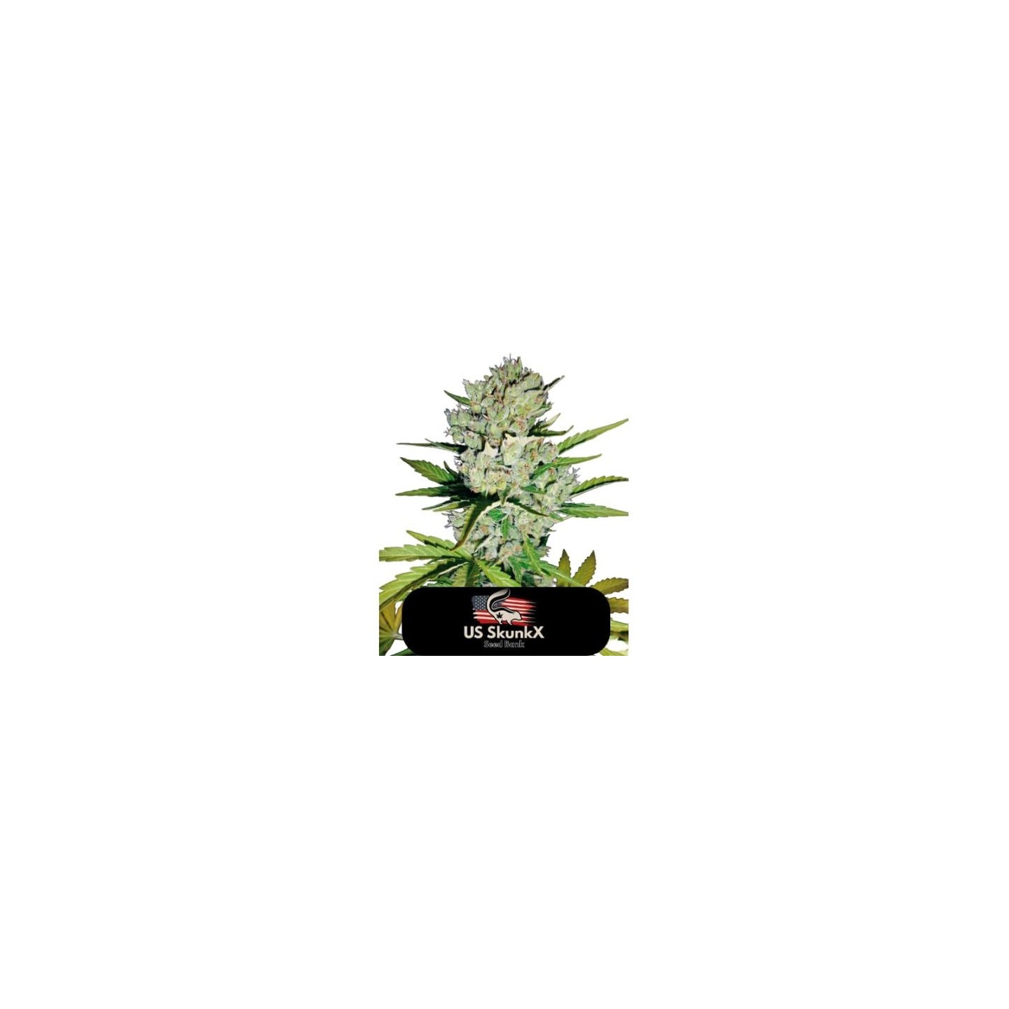 Skunk de US Skunkx SeedS
