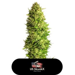 Super X Kush de US Skunkx SeedS