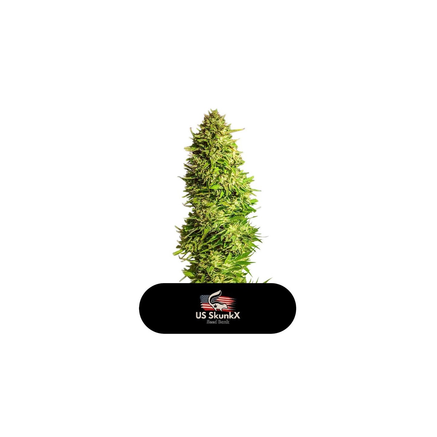 Super X Kush de US Skunkx SeedS