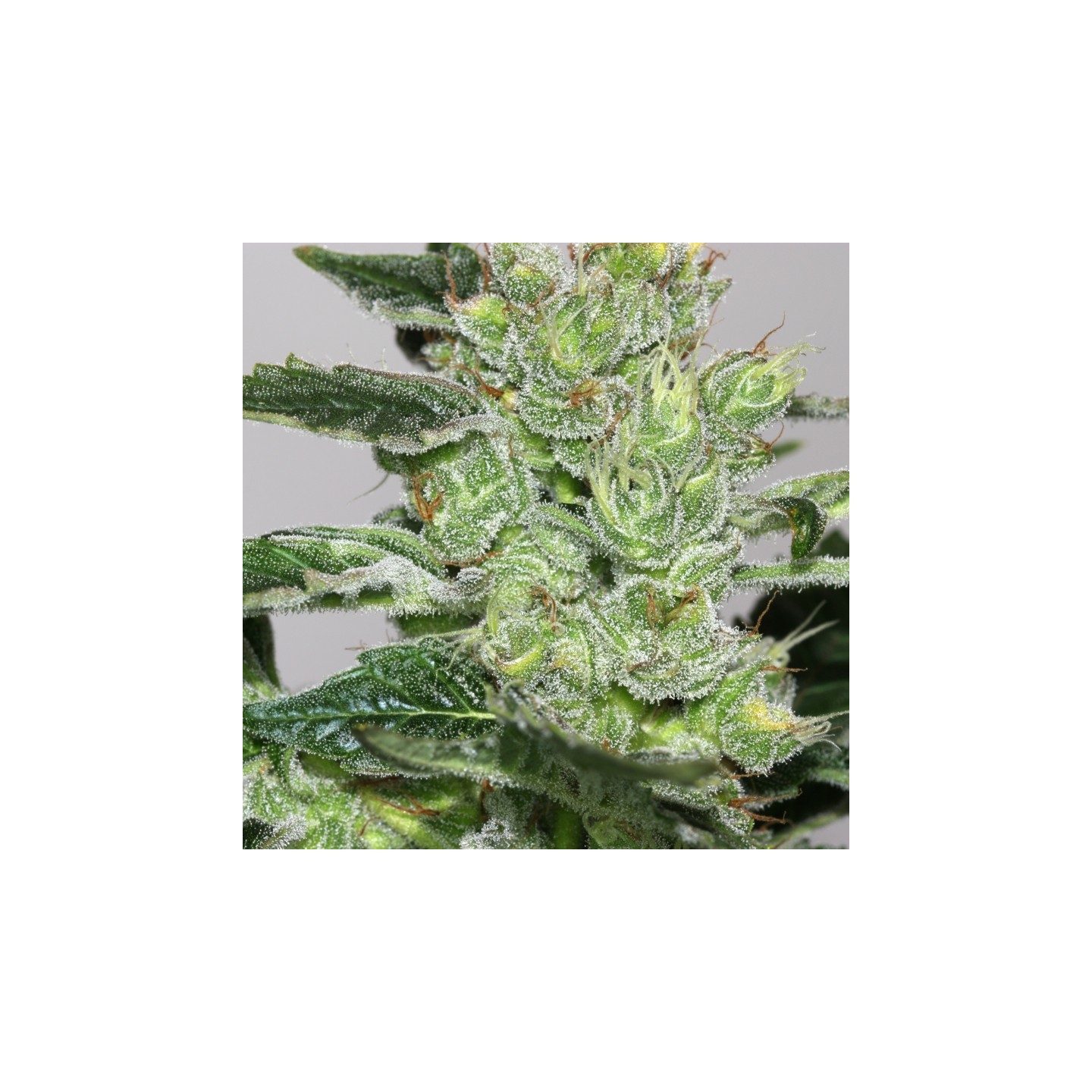 Candy Fruit de V Elementum Seeds