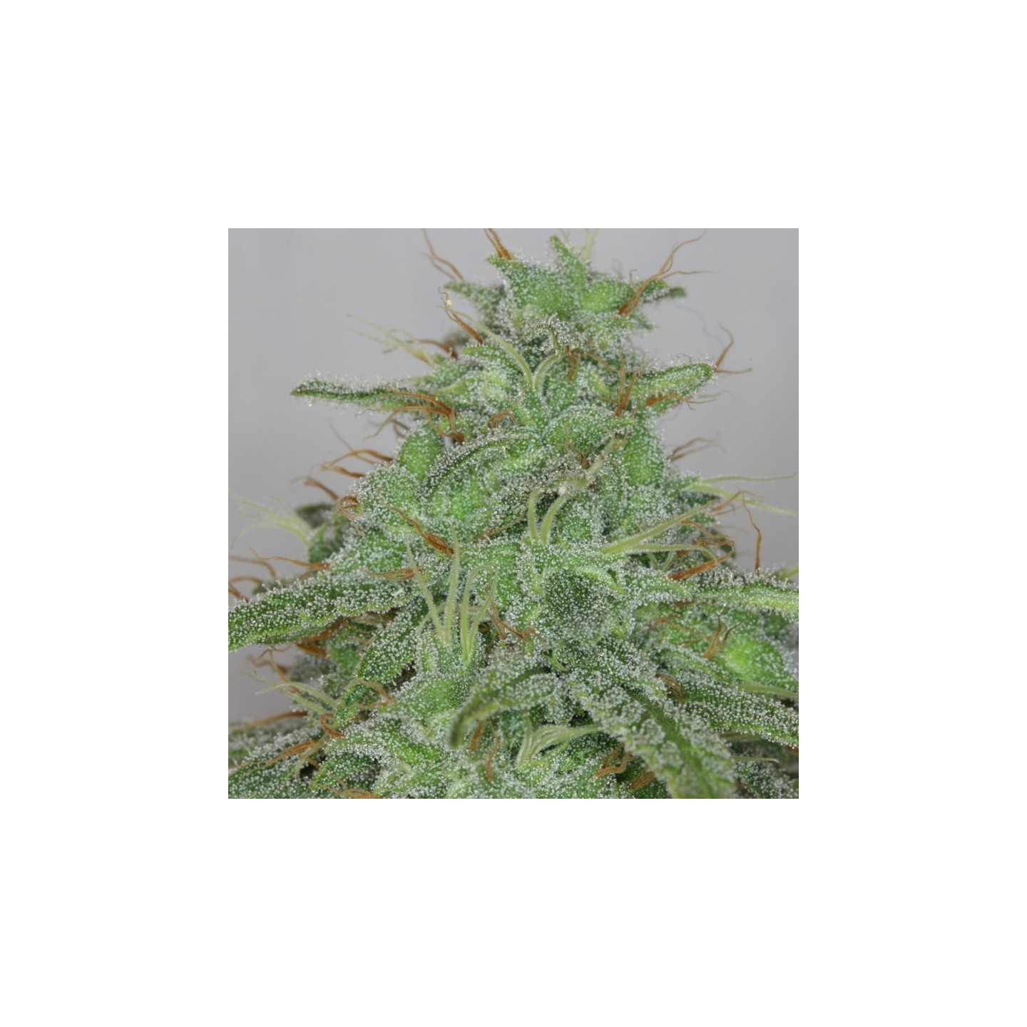 Candy Fruit Auto de V Elementum Seeds